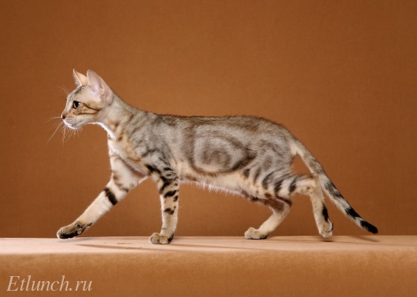 Самые редкие и необычные породы кошек. Сококе